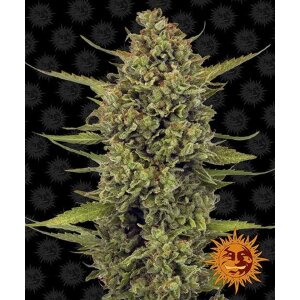 Barneys Farm Acapulco Gold | Feminisiert