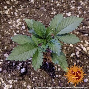 Barneys Farm Acapulco Gold | Feminisiert