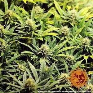 Barneys Farm Acapulco Gold | Feminisiert
