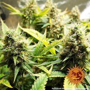 Barneys Farm Acapulco Gold | Feminisiert
