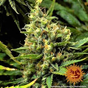 Barneys Farm Acapulco Gold | Feminisiert