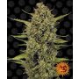 Barneys Farm Acapulco Gold | Feminisiert