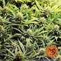 Barneys Farm Acapulco Gold | Feminisiert