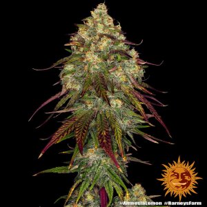 Barneys Farm Amnesia Lemon | Feminisiert
