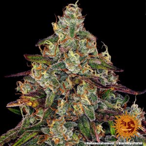 Barneys Farm Amnesia Lemon | Feminisiert