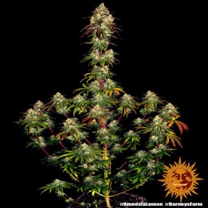 Barneys Farm Amnesia Lemon | Feminisiert