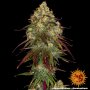 Barneys Farm Amnesia Lemon | Feminisiert
