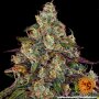 Barneys Farm Amnesia Lemon | Feminisiert