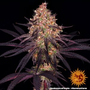 Barneys Farm Ayahuasca Purple | Feminisiert