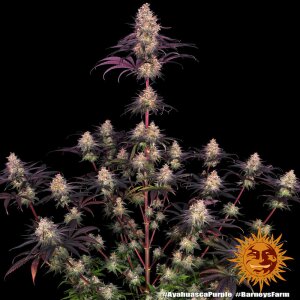 Barneys Farm Ayahuasca Purple | Feminisiert