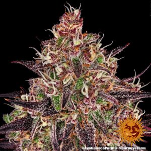 Barneys Farm Ayahuasca Purple | Feminisiert