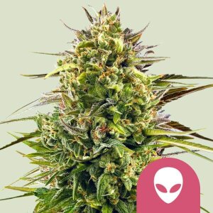 Royal Queen Seeds Alien OG | Feminisiert