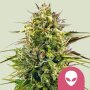 Royal Queen Seeds Alien OG | Feminisiert
