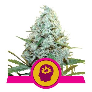 Royal Queen Seeds AMG | Feminisiert
