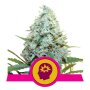 Royal Queen Seeds AMG | Feminisiert