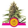 Royal Queen Seeds Apple Fritter | Feminisiert
