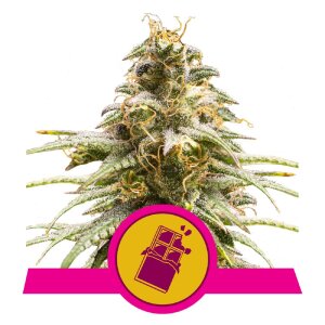 Royal Queen Seeds Chocolate Haze | Feminisiert