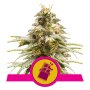 Royal Queen Seeds Chocolate Haze | Feminisiert