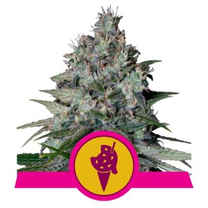 Royal Queen Seeds Cookies Gelato | Feminisiert