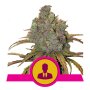 Royal Queen Seeds El Patron | Feminisiert