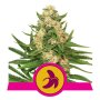 Royal Queen Seeds Fat Banana | Feminisiert