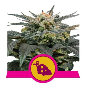 Royal Queen Seeds Fruit Spirit | Feminisiert