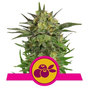 Royal Queen Seeds Haze Berry | Feminisiert