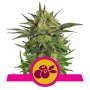Royal Queen Seeds Haze Berry | Feminisiert