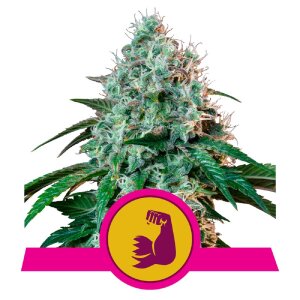 Royal Queen Seeds Hulk Berry | Feminisiert