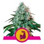 Royal Queen Seeds Hulk Berry | Feminisiert