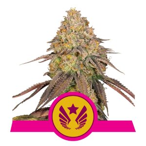 Royal Queen Seeds Legendary OG Punch | Feminisiert