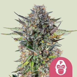 Royal Queen Seeds Pink Gorilla | Feminisiert