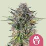 Royal Queen Seeds Pink Gorilla | Feminisiert