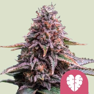 Royal Queen Seeds Pink Mist | Feminisiert