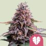 Royal Queen Seeds Pink Mist | Feminisiert