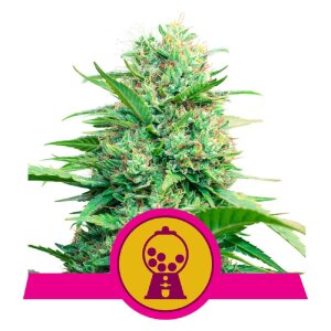 Royal Queen Seeds Pink Runtz | Feminisiert