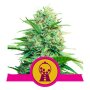 Royal Queen Seeds Pink Runtz | Feminisiert