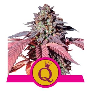 Royal Queen Seeds Purple Queen | Feminisiert