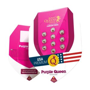 Royal Queen Seeds Purple Queen | Feminisiert
