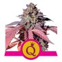Royal Queen Seeds Purple Queen | Feminisiert