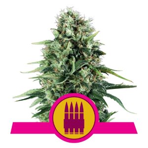 Royal Queen Seeds Royal AK | Feminisiert