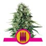 Royal Queen Seeds Royal AK | Feminisiert