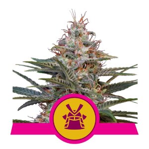 Royal Queen Seeds Shogun | Feminisiert