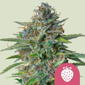 Royal Queen Seeds Strawberry Cough | Feminisiert