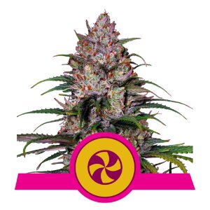 Royal Queen Seeds Sweet ZZ | Feminisiert