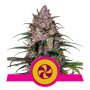 Royal Queen Seeds Sweet ZZ | Feminisiert