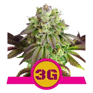 Royal Queen Seeds Triple G | Feminisiert
