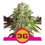Royal Queen Seeds Triple G | Feminisiert