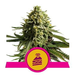 Royal Queen Seeds Wedding Cake | Feminisiert