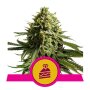 Royal Queen Seeds Wedding Cake | Feminisiert